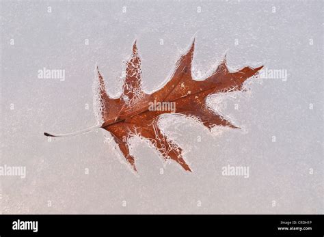 oak leaf embedded  ice stock photo alamy