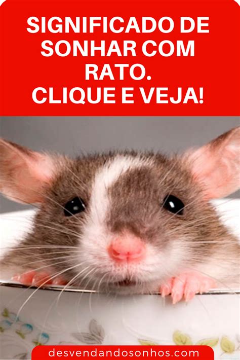 O Que Sonhar Com Rato - Sonhar com rato significado – Artofit