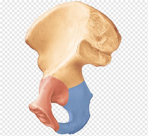 cresta iliaca espina iliaca superior anterior espina iliaca superior