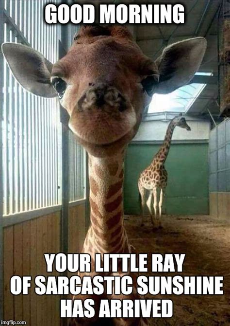 Start Your Day with a Laugh! Explore these Funny Good Morning Pictures