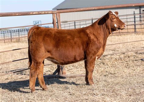event simmental sale  pulse
