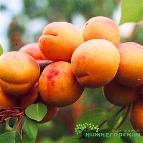 Каталог – Саженцы Крыма