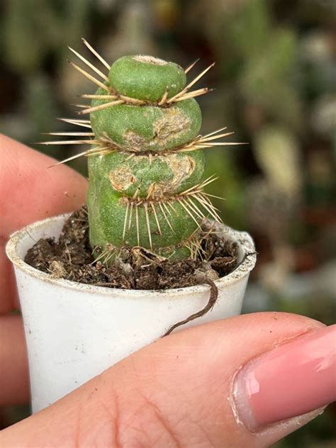 Eulychnia castanea 'Spiralis' | Promotions Mutants \ Eulychnia Cactuses ...