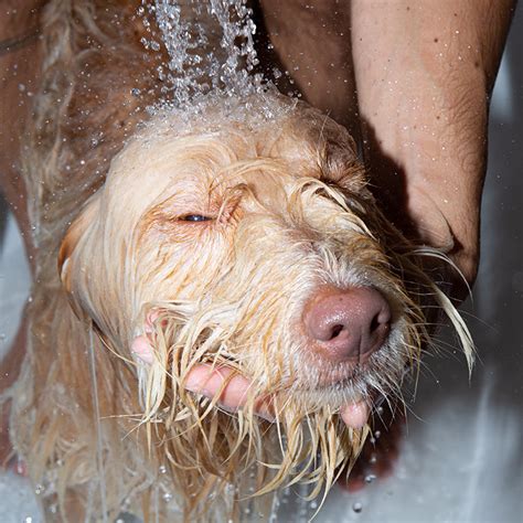 dog shampoo  care guide doganics