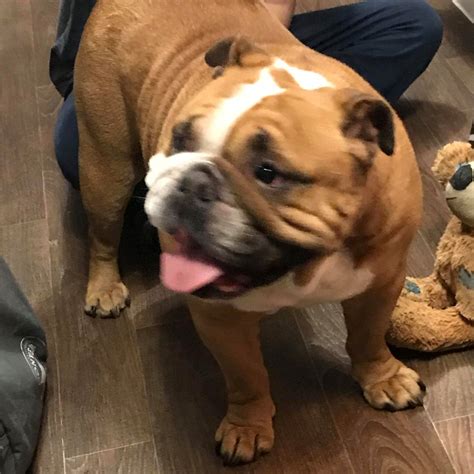Tia - Now Adopted - Geordie Bullies Springboard