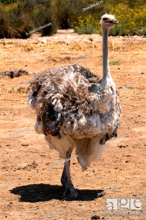 Ostrich in Ostrich Safari Park, Oudsthoorn, South Africa, Africa, Stock ...