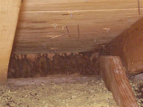 Catch Bats In Attic at Ava Lazarev blog