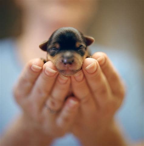 Newborn Puppies Newborn Fluffy Teacup Chihuahua - Pets Lovers