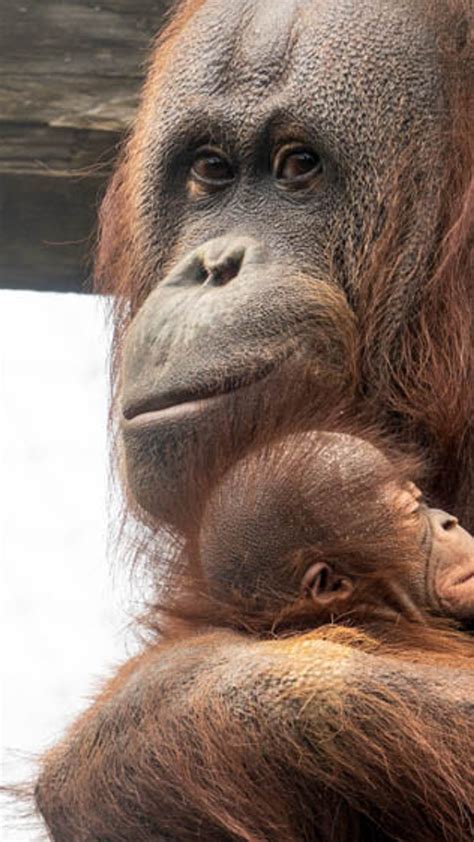 Orangutan Baby