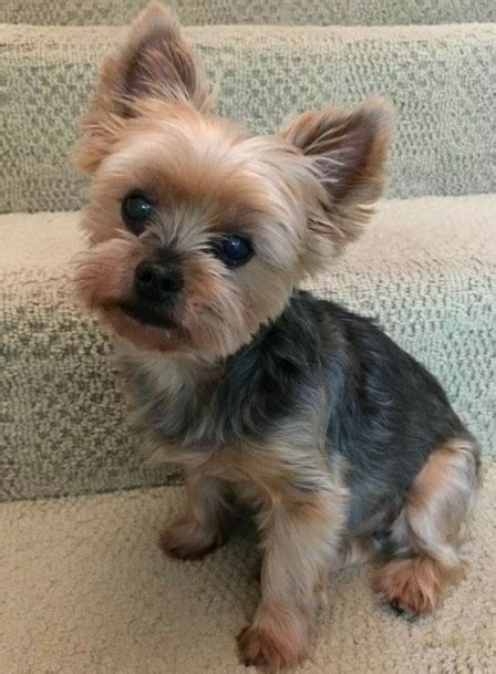 30+ Best Morkie Haircuts (2024 Guide) - Female Morkie Haircuts