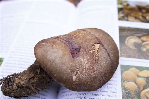 Tapinella atrotomentosa — MycoRadicate