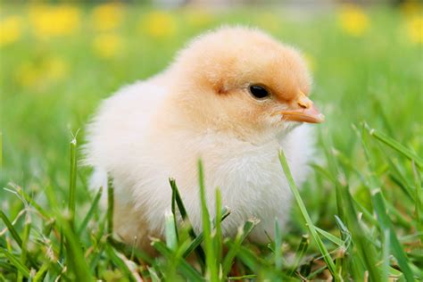 protect chickens