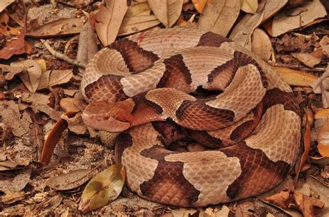 Copperhead Snake Habitat