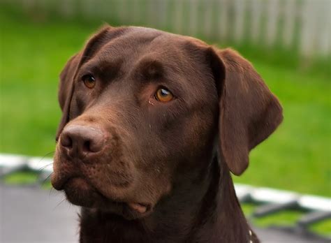 chocolate lab mix golden retriever 8