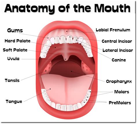 Anatomy of the Mouth - everythingherbs