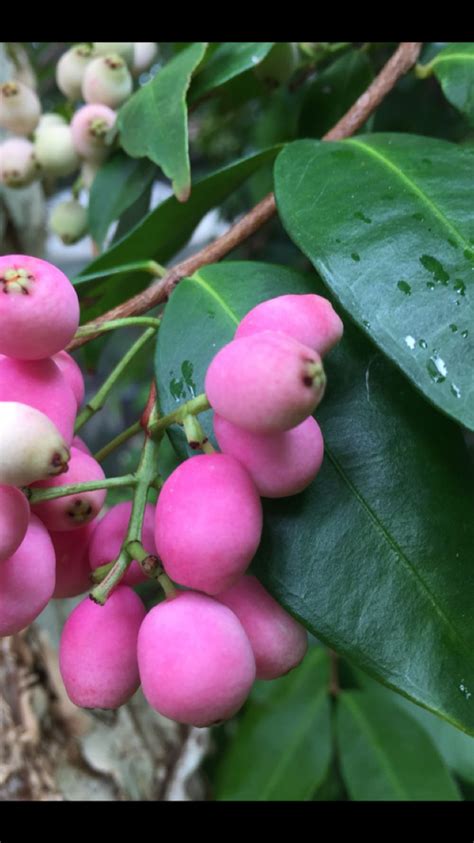 Syzygium Cascade. A beautiful shrub around 3m high, the pink new growth ...