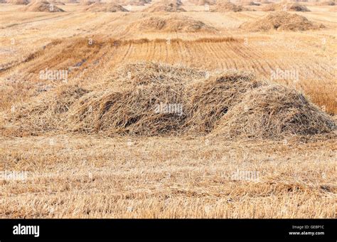 ripe wheat crop stock photo alamy
