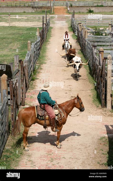 Cowboys herding longhorn cattle Stock Photo - Alamy