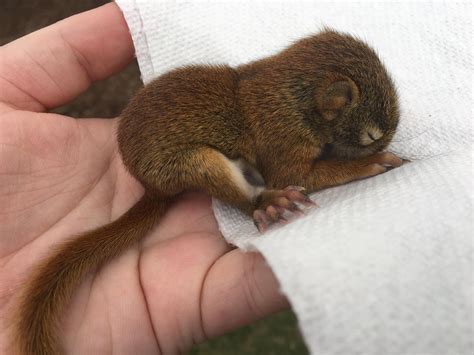 1182 best Baby Squirrel images on Pholder | Aww, Squirrels and Lil Grabbies