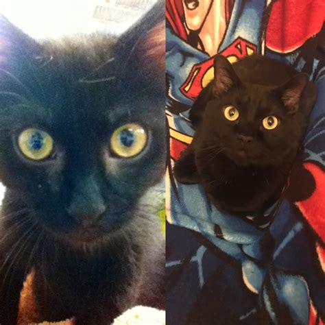 I've posted Micah here before but I found another kitten photo of him