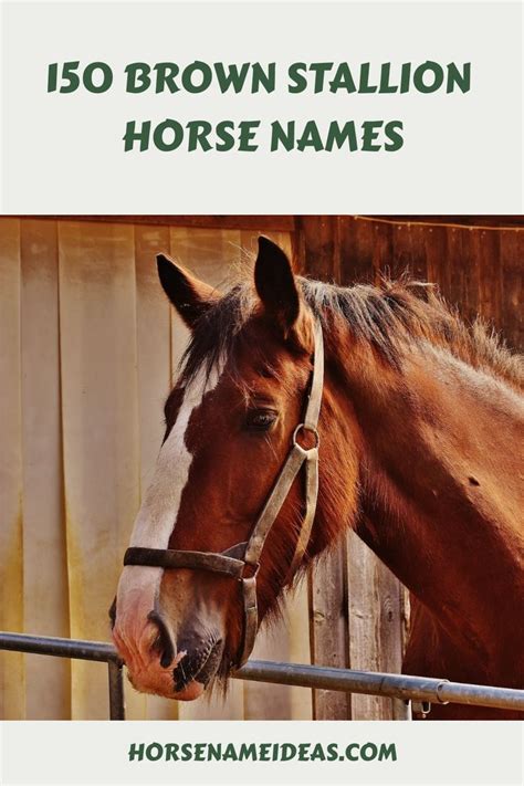 150 Brown Stallion Horse Names in 2024 | Stallion horses, Horse names ...