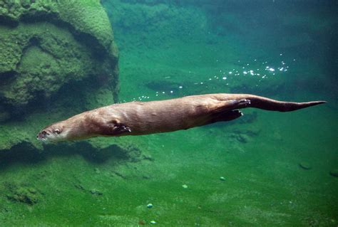 14 Surprising Facts About Sea Otters