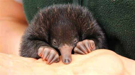 Please observe these teeny echidna puggles that've just been born | Mashable