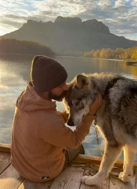 Lobos Podem Ser Domesticados - Los lobos también pueden ser domesticados por el hombre- Grupo Milenio