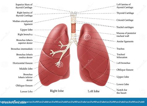 Lungs Anatomy with Inscription. Internal Organs of the Human Body ...