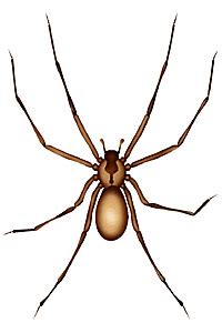 brown recluse clipart 20 free Cliparts | Download images on Clipground 2024