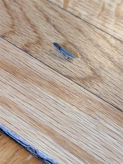Who is this? Leaps into the air with a soft CRACK. : r/whatisthisbug