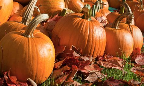 basic fall flavor  benefits  pumpkins train