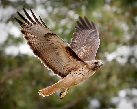 hawk spiritual meaning symbol myth meaning  omens