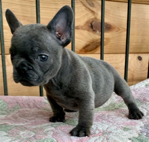 Blue Male French Bulldog: Elmo-6936-SOLD - The French Bulldog