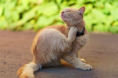 Gato Se Coçando Muito E Perdendo Pelo - Coceiras e queda de pelos no gato: sinais de alerta que não deves ignorar