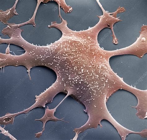 mycoplasma stock image  science photo library