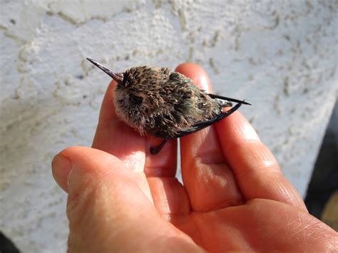 Desert Colors: Hummingbirds