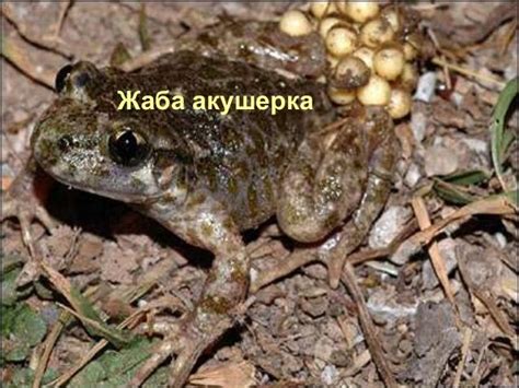 клас Земноводни
