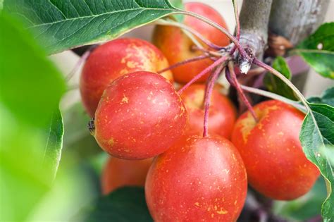 Weeping Crabapple Trees: Characteristics, Care Varieties, 58% OFF