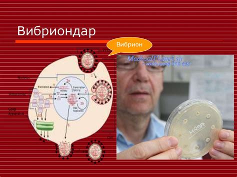Вибриондар - презентация онлайн