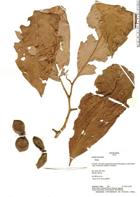 Otoba | Rapid Reference | The Field Museum
