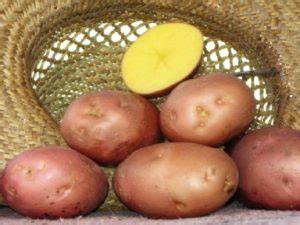 Картофель Родриго: характеристика сорта, фото, отзывы