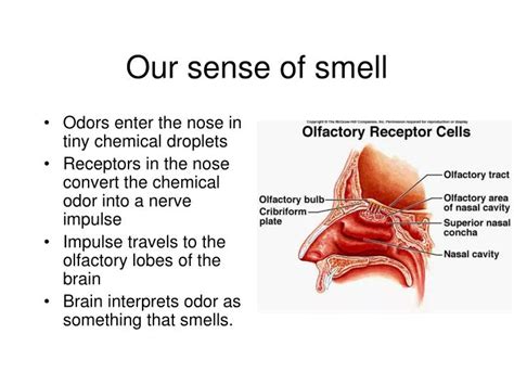 PPT - Our sense of smell PowerPoint Presentation, free download - ID ...