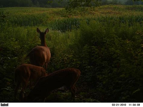 The Shocking Truth Behind the Bambi Doe Leak Finally Revealed - 5508gmu