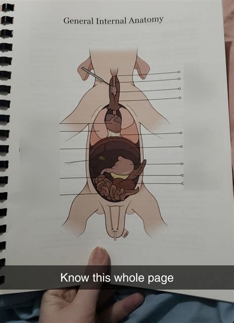 Fetal Pig Internal Anatomy Diagram | Quizlet