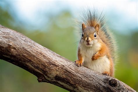 51 of the Most Colorful Squirrels in the World | Color Meanings