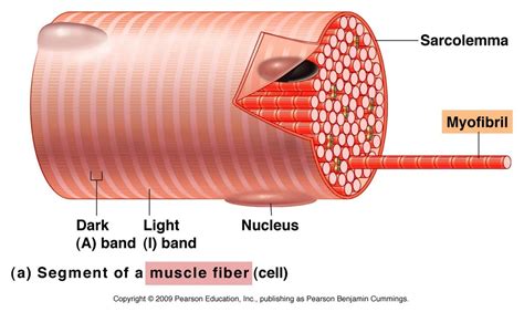 Myofibrils; Myofilaments