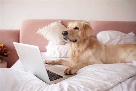 Premium Photo | Large dog of the golden retriever breed lies at home on ...