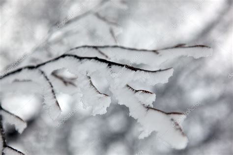 Snow on a tree branch — Stock Photo © photography33 #11745138