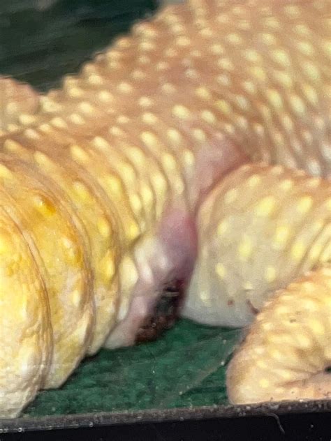 Leopard gecko eye swollen shut and other swelling : r/reptiles